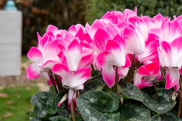 Cyclamen Fusion Variety Thumbnail30.jpg